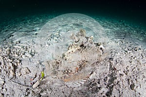 Horrid Stonefish on Seafloor in Raja Ampat