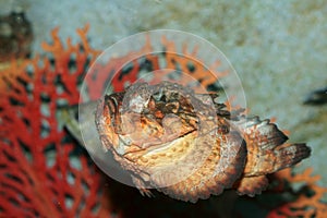 Horrid stonefish (synanceia horrida) photo