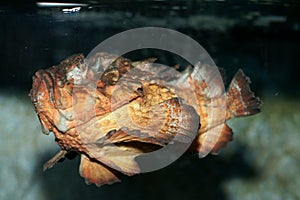 Horrid stonefish (synanceia horrida) photo