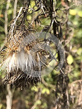 Horrid Thistle Seeds - Cirsium horridulum Michaux -