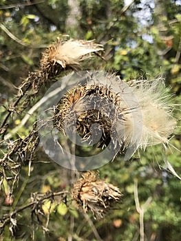Horrid Thistle Seeds - Cirsium horridulum Michaux -