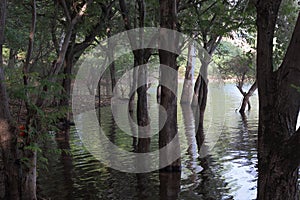 The horrific scenes of water and trees in the forest