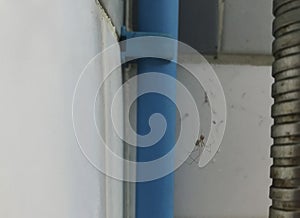 Horrifying spider and web in in the bathroom