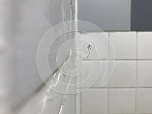 Horrifying spider and web in in the bathroom