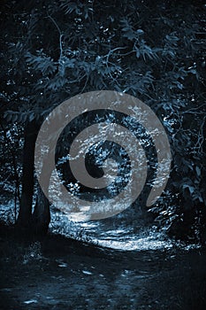 Horror concept, a trail to a scary dark fairytale night black forest among the trees with mystical paronormal blue