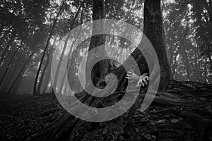 Horror forest scene with hands on halloween photo