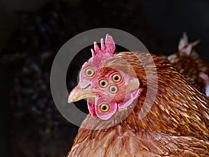 Horror nightmare chicken glancing at camera lens