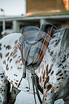 Hors riding equipment, saddle and stirrup