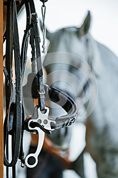 Hors riding equipment, saddle and stirrup. White horse