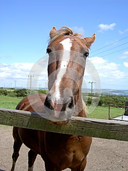Horse