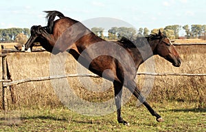 Horse photo