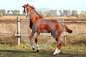 Horse