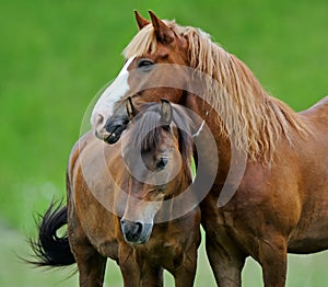 Un caballo 