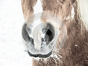 Horse 199 nose and nostrils