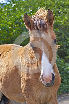 Horse