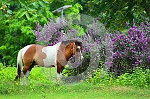 Horse