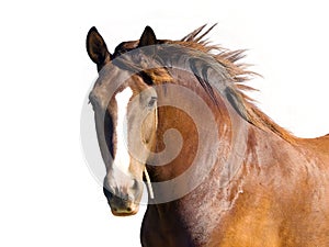 Horse