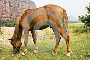 Horse