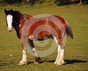 Horse photo