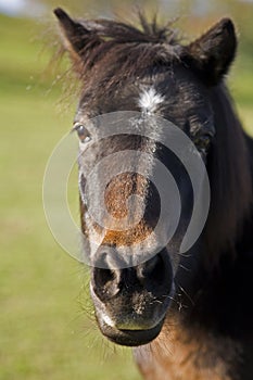 Un cavallo 