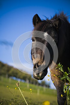 Un cavallo 