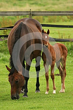 Un cavallo 