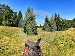 Horse riding in nature