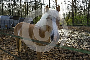 Horse agains spring background