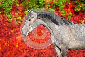 Horse against autumn landscape