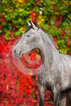 Horse against autumn landscape