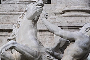 Horse agitated, the Trevi Fountain.