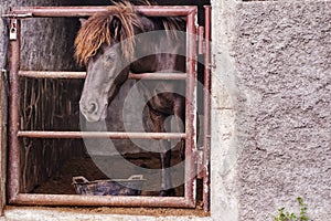 A horse alone in its cage