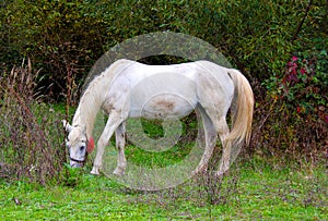 Horse. Amazing white lipizzaner stallion prancing in spring