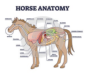 Horse anatomy and animal body inner physiological structure outline diagram