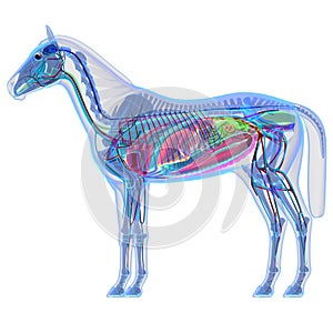 Horse Anatomy - Internal Anatomy of a Horse