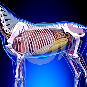 Horse Anatomy - Internal Anatomy of Horse Close-up