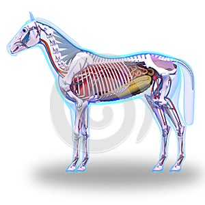 Horse Anatomy - Internal Anatomy of Horse isolated on white photo