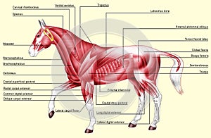 Horse anatomy - Muscles photo