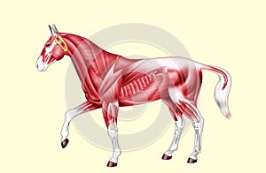 Horse anatomy - Muscles - No text photo