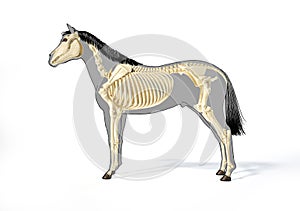 Horse Anatomy. Skeletal system