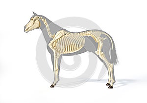 Horse Anatomy. Skeletal system