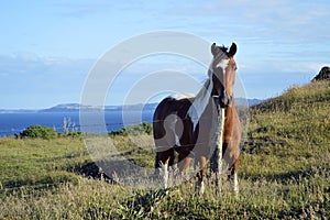 Horse in ancud photo