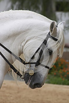 Horse in Andalusia, Spain