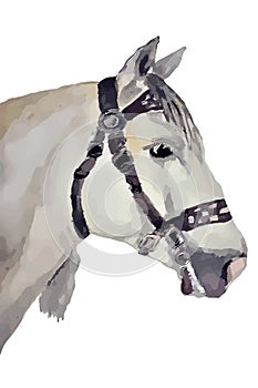 Horse, Andalusian breed (head)