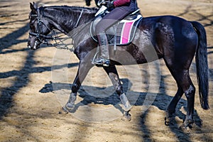 Horse animal equestrian rider sport,  saddle