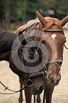 Horse animal heads with brown coat color on natural background