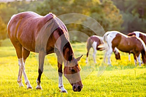 Horse animal posing on a farmland at sunset