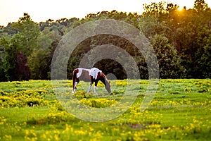 Horse animal posing on a farmland at sunset