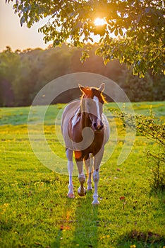 Horse animal posing on a farmland at sunset