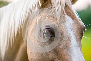 Horse animal posing on a farmland at sunset